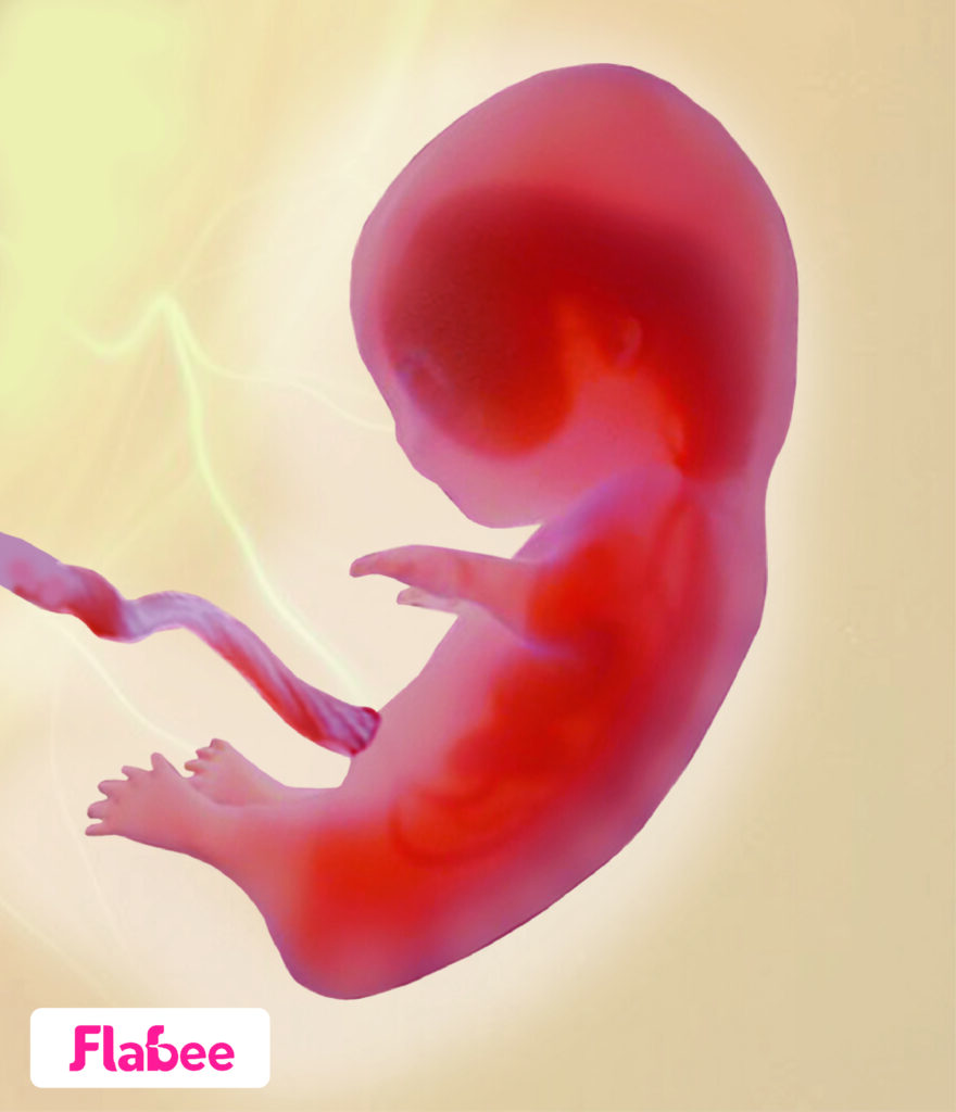 10-weeks-pregnant