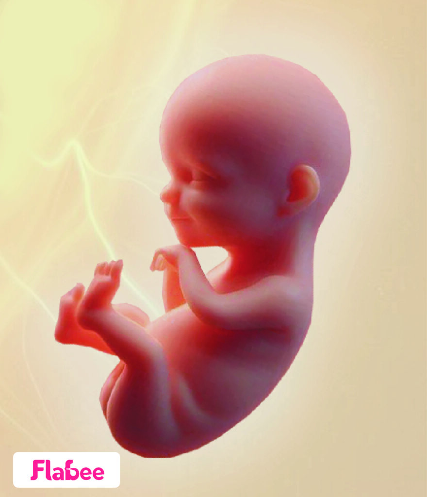 12-weeks-pregnant