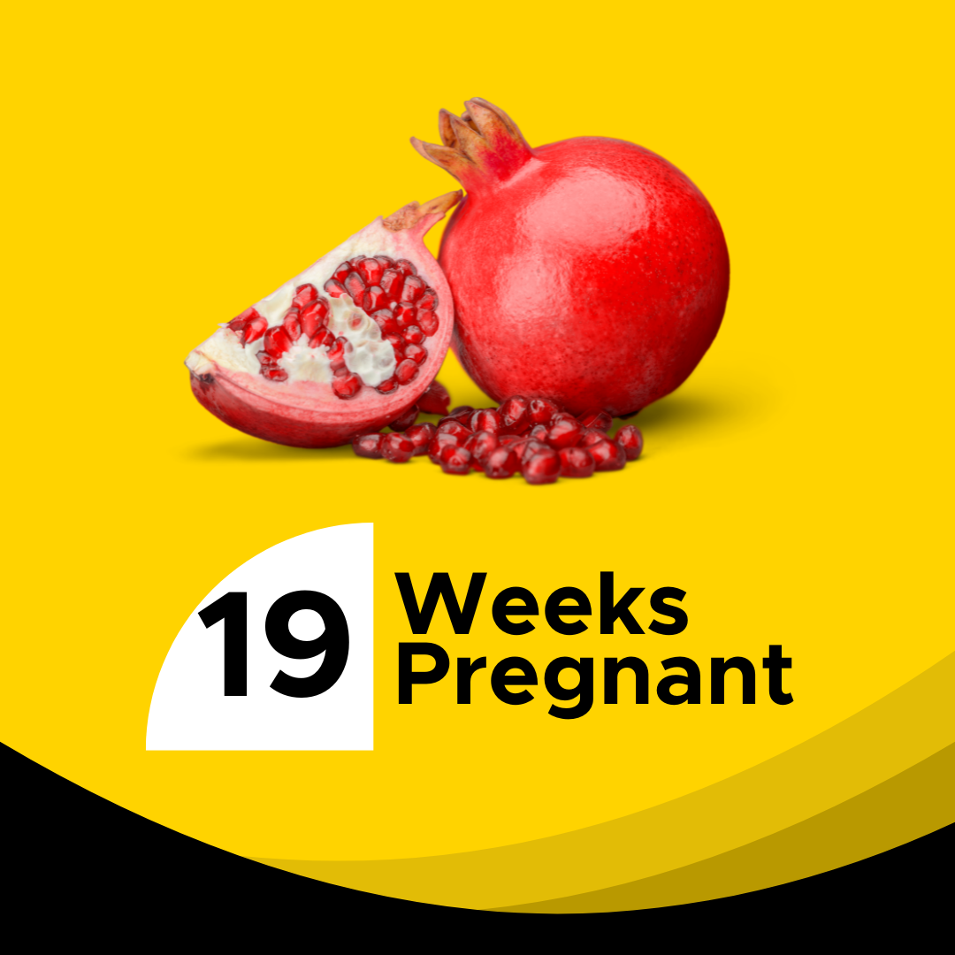 Week 19 19 Weeks Pregnant: Your Ultimate Guide to Symptoms, Scans, and Baby's ...