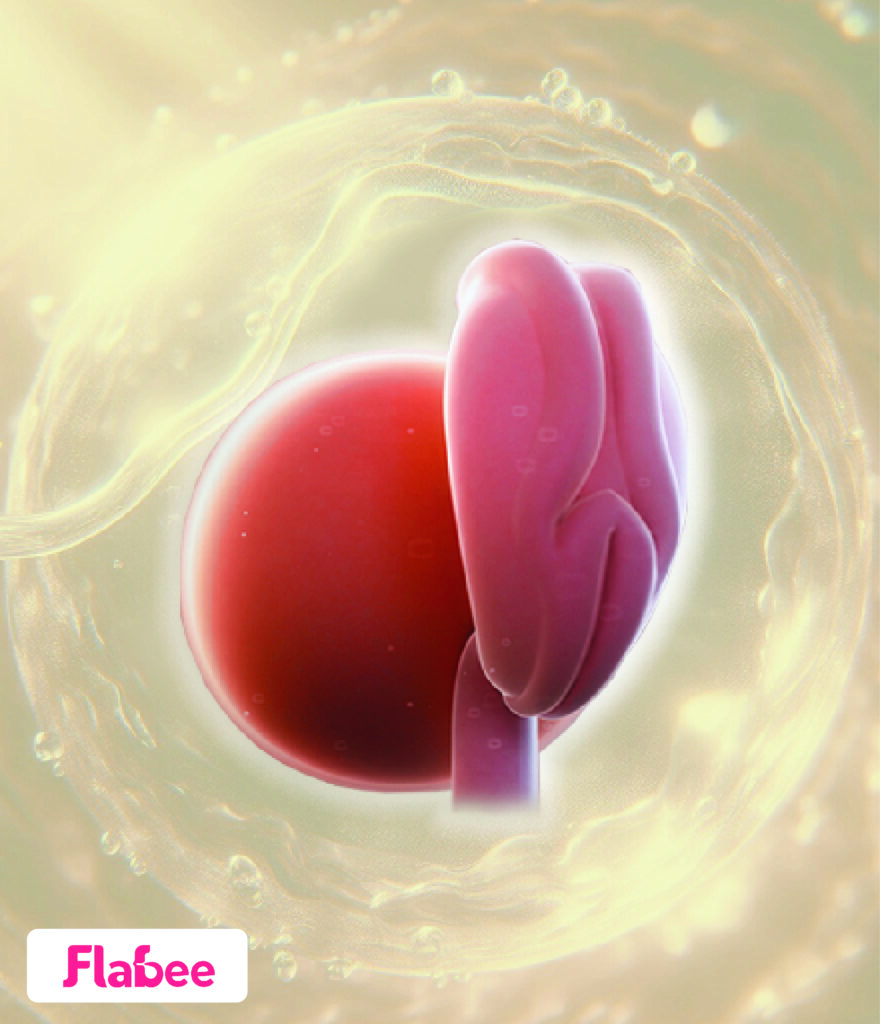 preview-4-weeks-pregnant