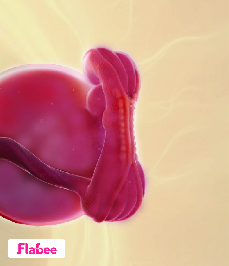 5-weeks-pregnant