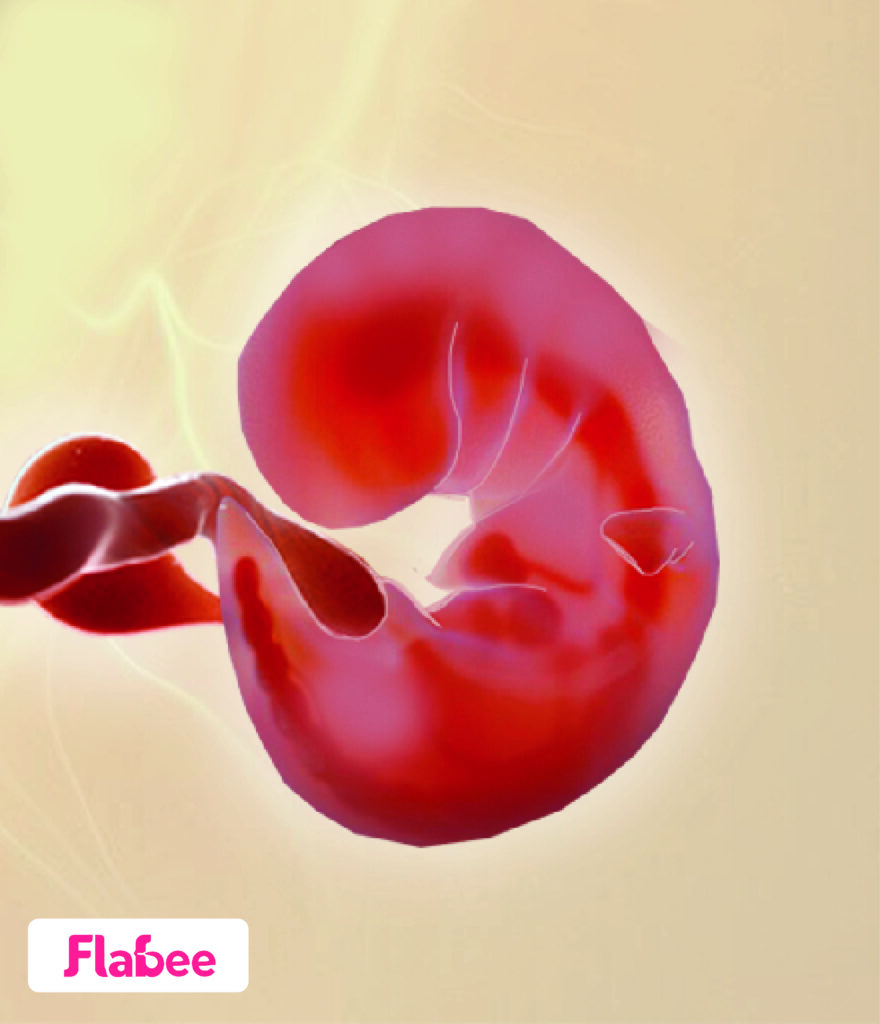 6-weeks-pregnant-preview