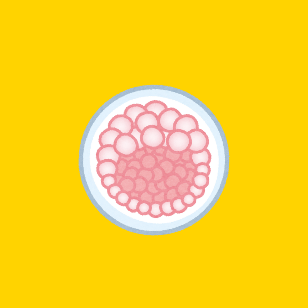 3 weeks pregnant size